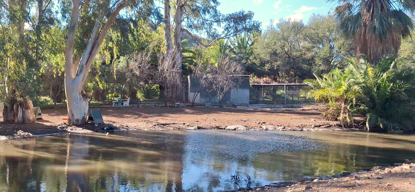 The pool and palm garden